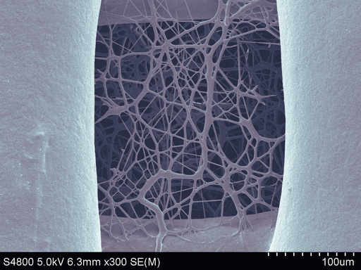 Scanning electron micrograph showing a fibrous scaffold architecture