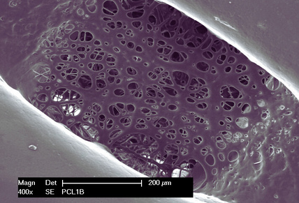 Scanning electron microscopy image of a porous scaffold cross-section